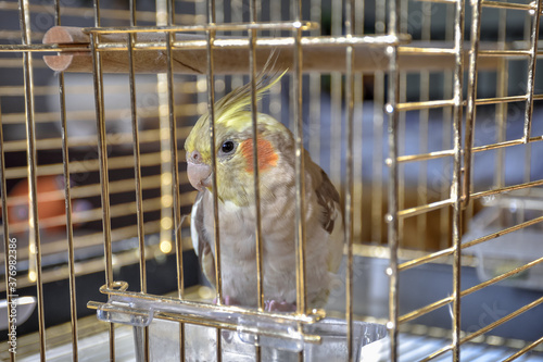 parrot gray cockatiel in cage