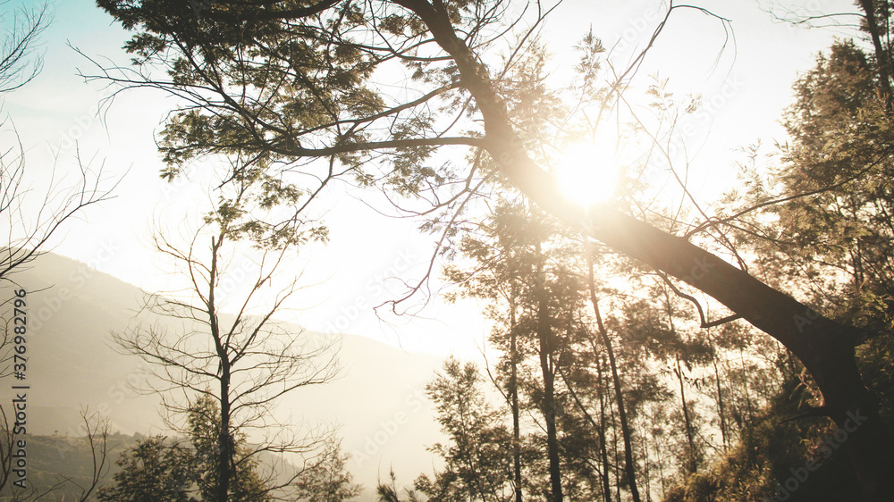 Fototapeta premium sunset in the forest