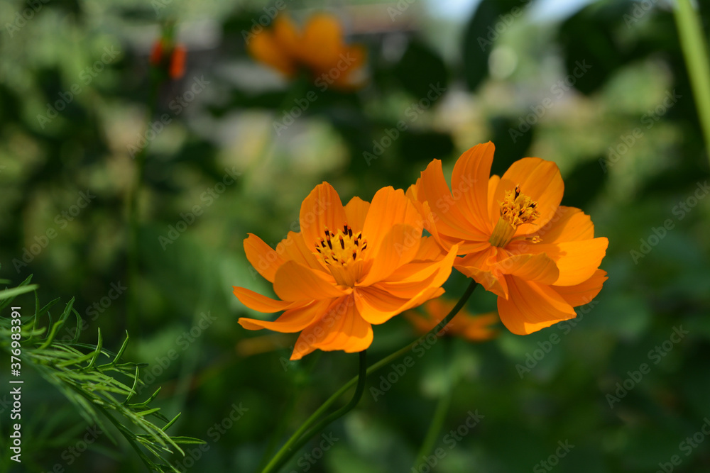 Two beautiful cosmos flowers with orange petals Two beautiful cosmos flowers with orange petals