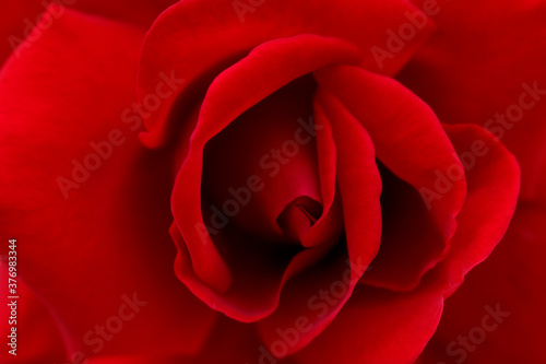 Background texture. Red rose close up