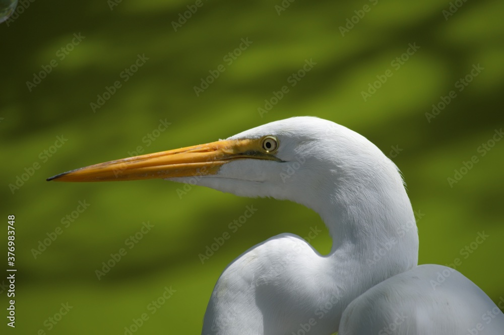 Great White Egret Head and Neck in Profile Great White Egret Head and Neck in Profile