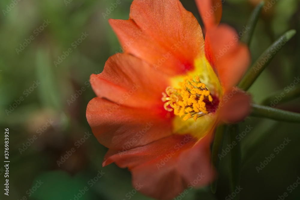 The flower of the portulac in the sunlight. Close-up. Macro photography. The flower of the portulac in the sunlight. Close-up. Macro photography.