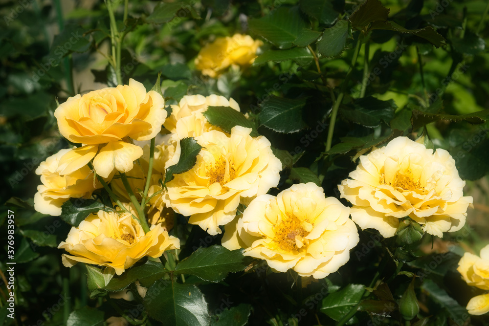 Yellow garden roses pattern close up. Beautiful yellow rose bush a natural background in summertime. Yellow garden roses pattern close up. Beautiful yellow rose bush a natural background in summertime.