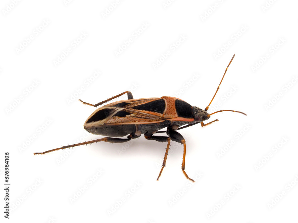 Xanthochilus saturnius bug isolated on white background Xanthochilus saturnius bug isolated on white background