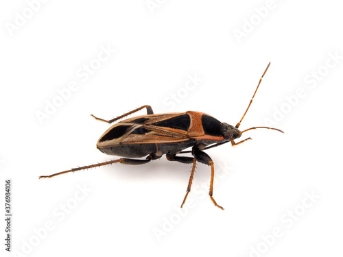 Xanthochilus saturnius bug isolated on white background photo