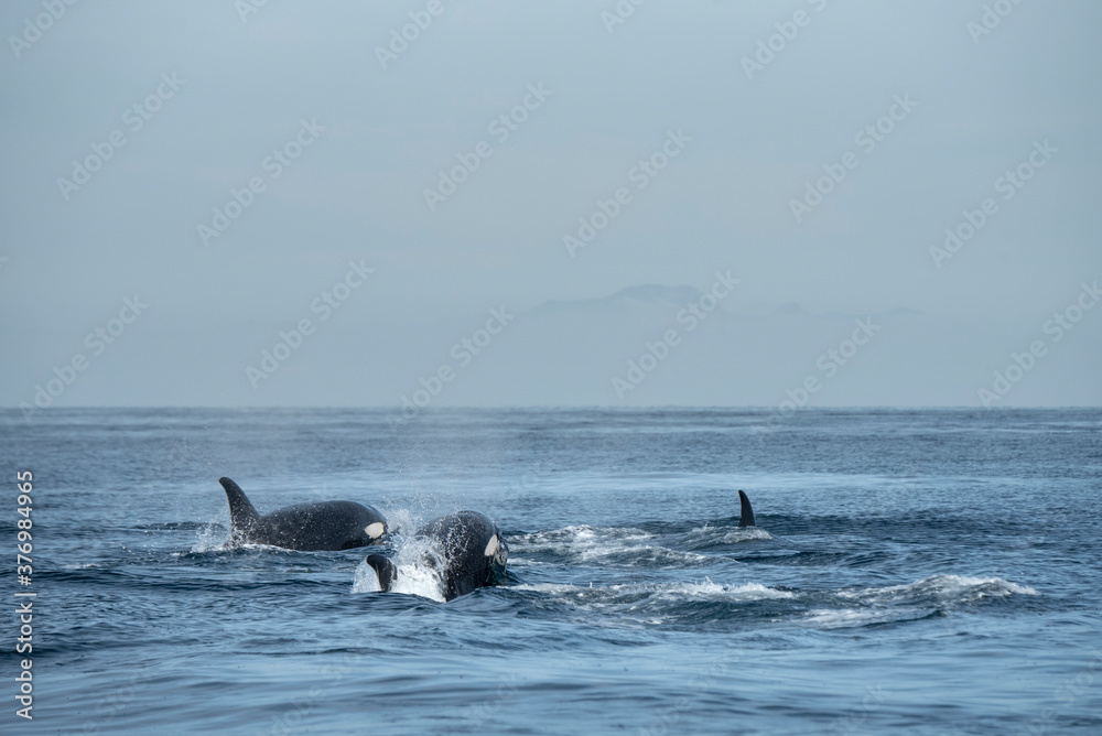 A group of orcas swimming near Espiritu Santo Island. A group of orcas swimming near Espiritu Santo Island.