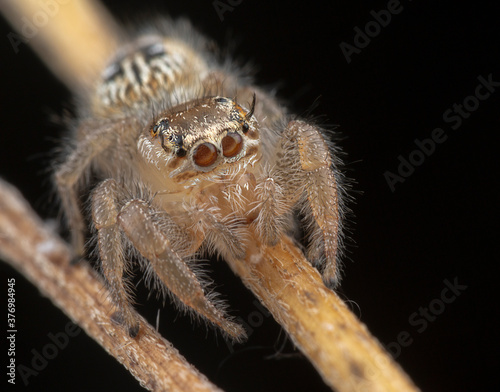 Little thyene Imperialis spider posing on a branch photo