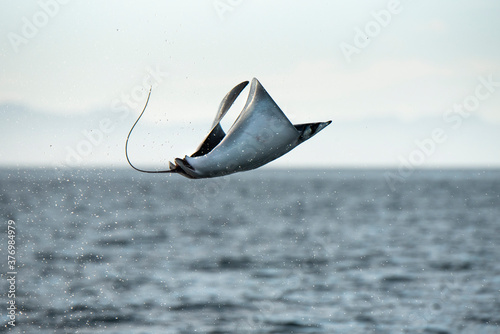 View of mobula manta ray jumping out of water