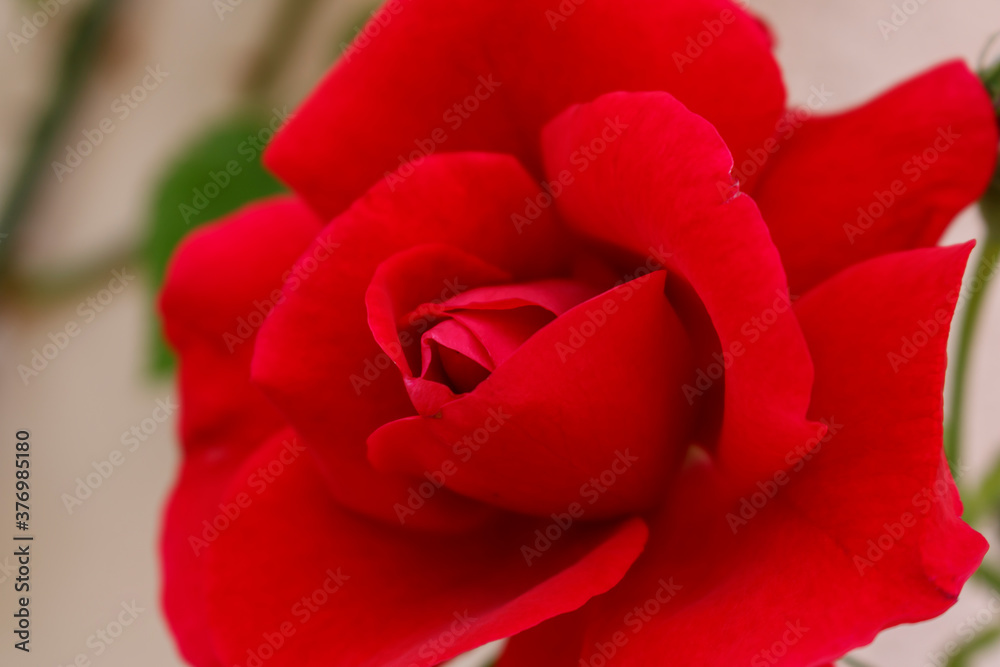 Fototapeta premium Red flower rose close up