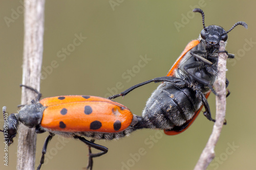 Two little red ladybugs macking love in an acrobatic manner within two branches photo