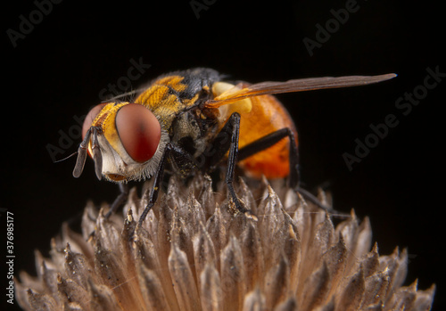 Close up of common fruit fly perching on plant photo