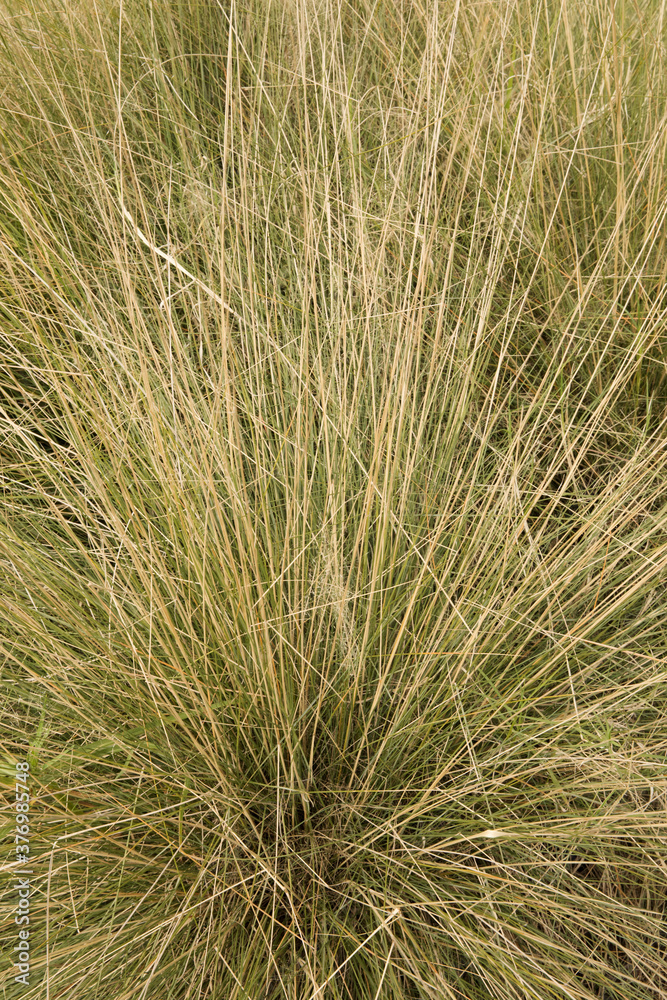 Fototapeta premium Ornamental grasses. Closeup view of Muhlenbergia capillaris, also known as Hairawn Muhly, growing in the garden. 