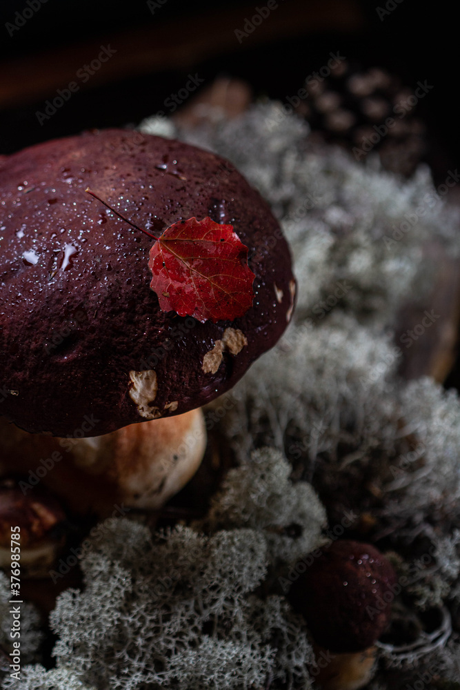 Large mushroom cap with red leaf