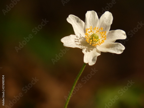 Wood anemone (Anemone nemorosa) - early-spring flower known as windflower, Poland