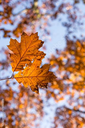 Selective focus of fall oak tree foliage. Golden color leaves with bokeh during autumn season