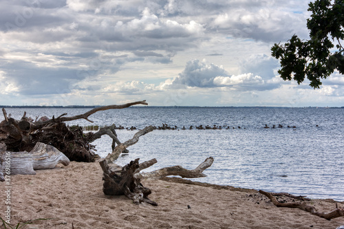 sleeping trees on the beach with big clouds