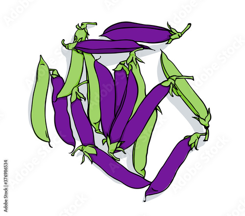 Vector drawing of pea pods on a white background. Green and purple pea pods.