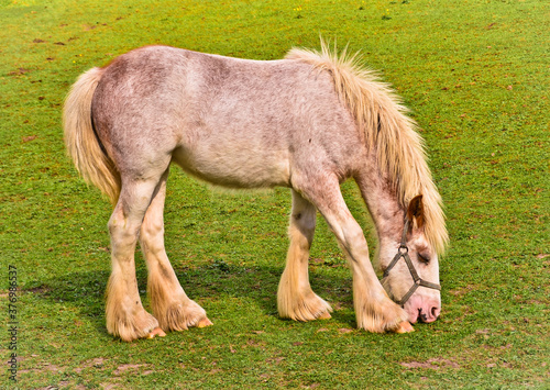 Foto A beautiful tinker mare with a long mane grazing in the meadow