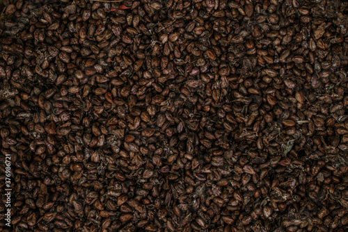 dried grape seeds. Close-up raw seeds surface as a background.