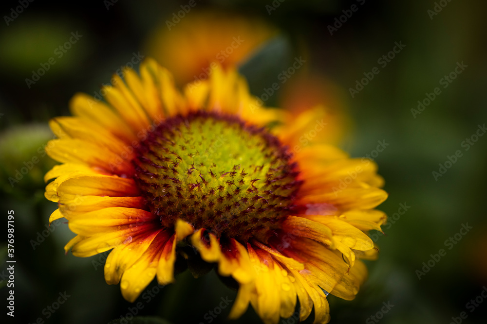 macro of yellow flower macro of yellow flower