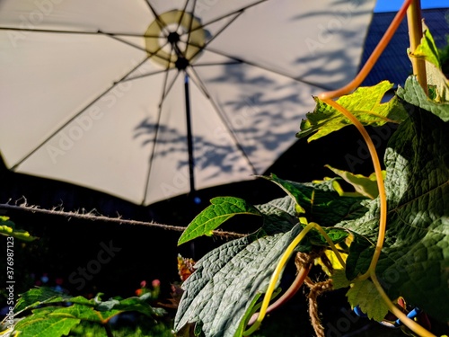 grape vine with parasol