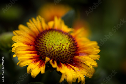 macro of yellow flower 