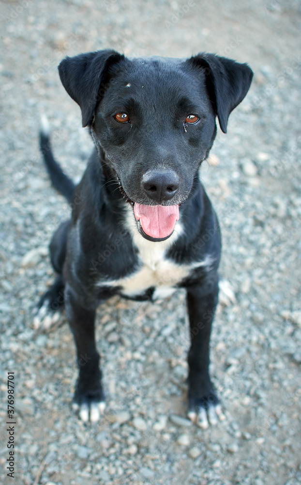 Vertical shot of a cute black Patterdale Terrier dog