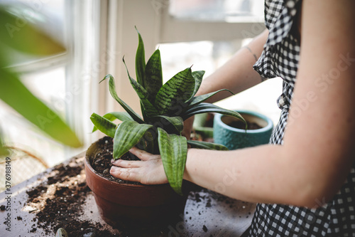 Young woman repots a plant and works her hands into the soil photo