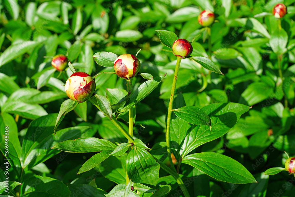 Obraz premium Woodland pink peony flower in bloom