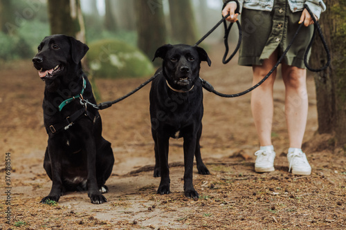 Low section of woman with two black Labrador dogs on a leash in forest photo