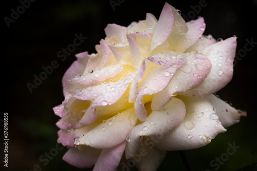 Macro of wet blush rose