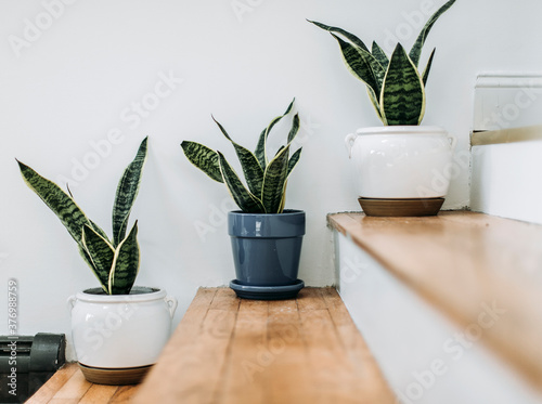 Three potted cactus sit on hardwood stairs indoors against white wall photo