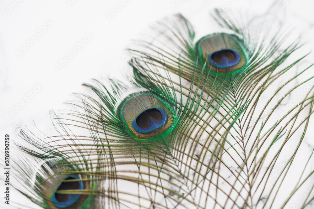 Obraz premium Peacock Feathers