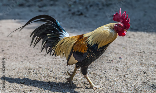 Red crested Fighting cock