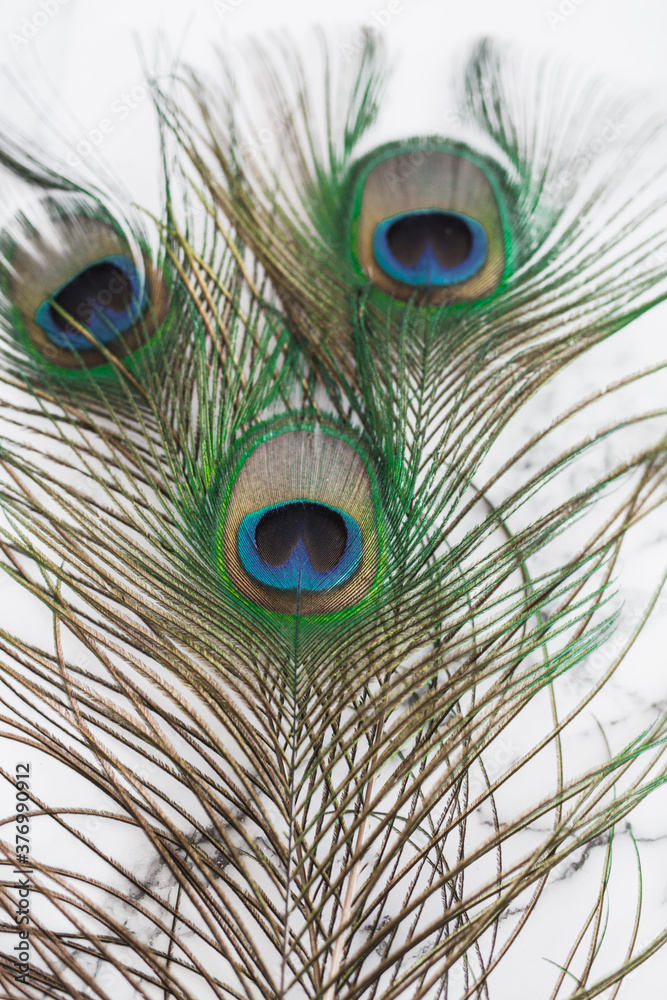 Fototapeta premium Peacock Feathers