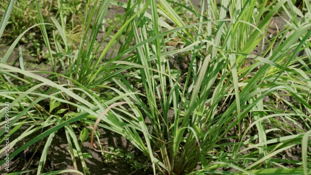 Tracking shot of lemongrass in the garden Tracking shot of lemongrass in the garden