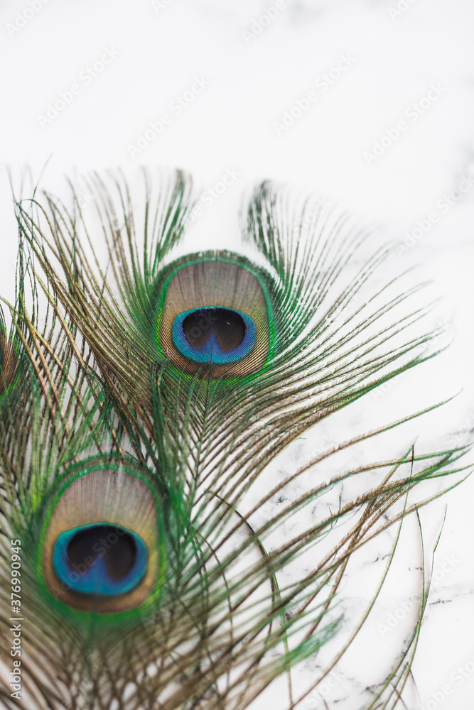 Obraz premium Peacock Feathers