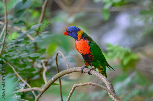 The rainbow lorikeet (Trichoglossus moluccanus) is a species of parrot found in Australia. It is common along the eastern seaboard, from northern Queensland to South Australia. Its habitat is rainfore photo