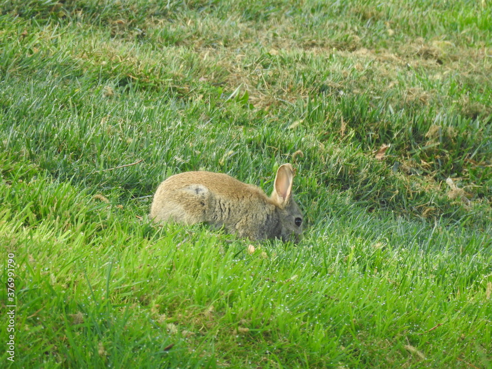 Obraz premium The rabbit is eating grass