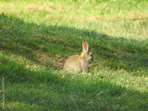 Rabbit on the grass © Rafal