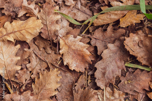 Oak leaves on the ground, toned. Autumn nature close up. Dry leaves top view. Forest in fall. Seasonal nature. Dead foliage. Colorful leaves macro. 