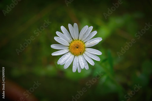 Close-up camomile flower top view on blurred natural background.