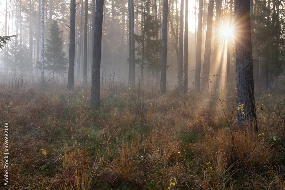 Fototapeta premium Fall scenery. Misty morning. Pine forest. Sunbeams. Dew on dry grass. 