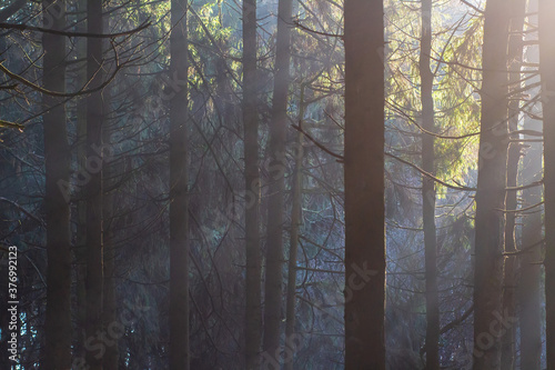 Autumn landscape. Dark woods. Mist. Pines. Sunbeams make way through dark trunks. 