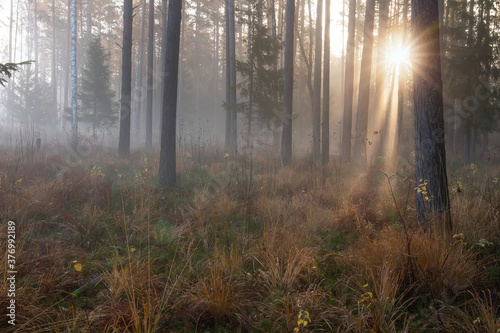Fall scenery. Misty morning. Pine forest. Sunbeams. Dew on dry grass. 