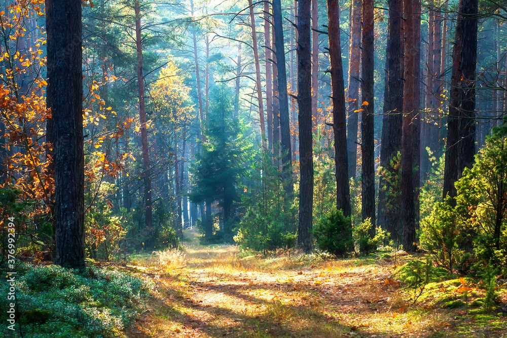 October landscape. Late fall.