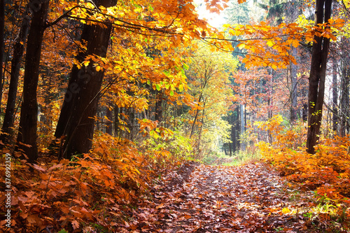 Landscape of fall woodland.