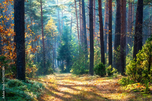 Obraz na płótnie October landscape. Late fall. w salonie