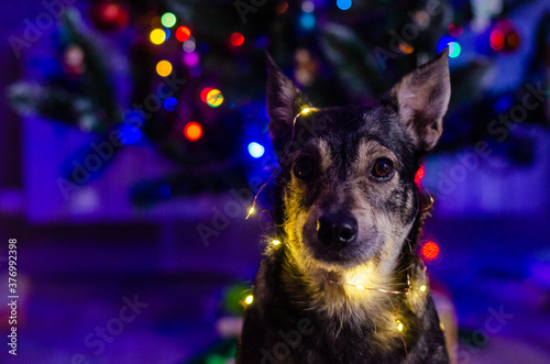 dog with garlands on the background of a Christmas tree in the dark