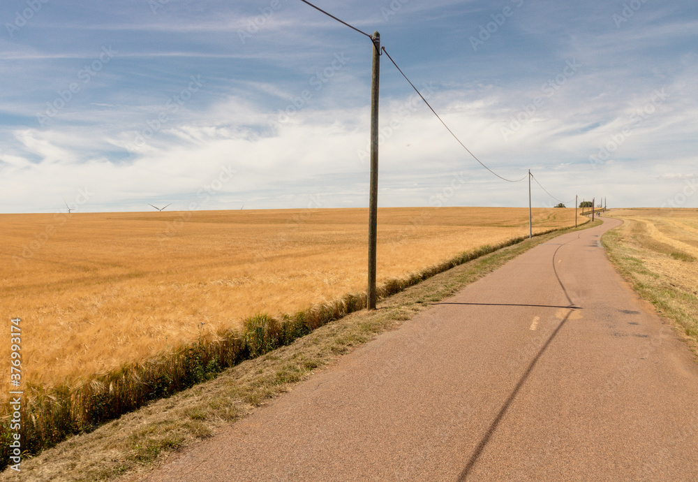 route au milieu des champs de blé en été